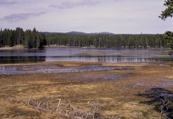 Gibbon River flooded at Norris Image