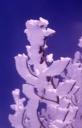 Ghost tree in the Upper Geyser Basin Image