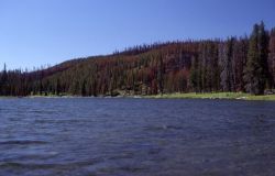 Lewis River channel as seen from Shoshone Lake Image