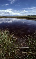 Pond in Hayden Valley Image
