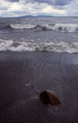 Yellowstone Lake shore Image