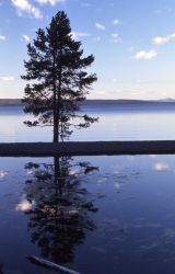 Reflection in Yellowstone Lake of silhouette pine Image