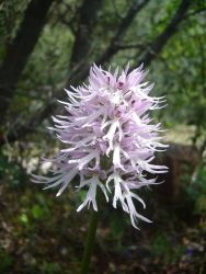 Naked Man Orchid Image