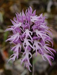 Naked Man Orchid Image