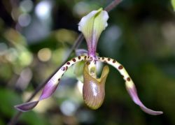 Lady Slipper Orchid (Cypripedioideae) Photo