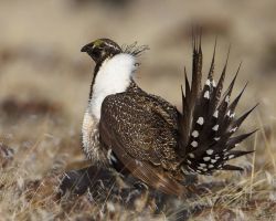 The Sage Grouse Photo