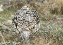 The Sage Grouse Photo