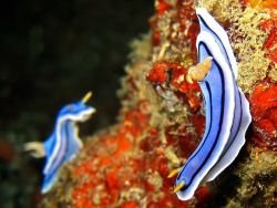 Nudibranch Image