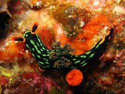 Nudibranch Image