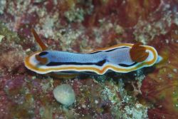 Nudibranch Image