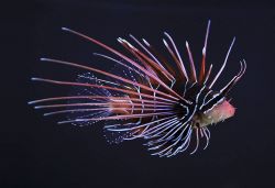 Lionfish Photo