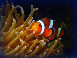 Clownfish Photo