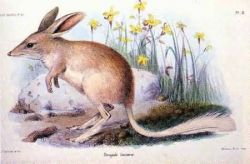 Lesser Bilby Photo