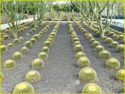 Barrel Cactus Image