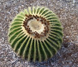 Barrel Cactus Image