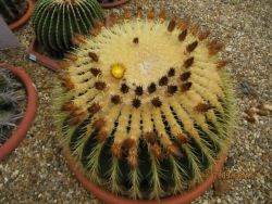 Barrel Cactus Image