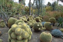 Barrel Cactus Image