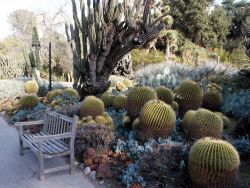 Barrel Cactus Image