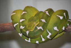 Emerald Tree Boa Image