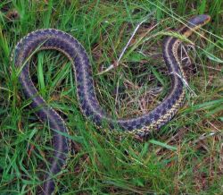 Garter Snake Image