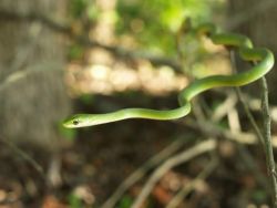 Rough Green Snake Image