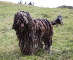 Bergamasco Shepherd Image