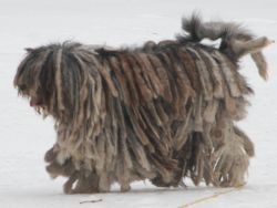 Bergamasco Shepherd Image