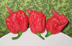 Carolina Reaper, USA Image