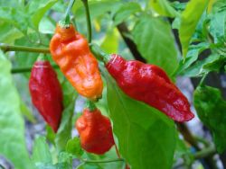 Bhut Jolokia, India Image