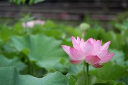 Lotus Photo