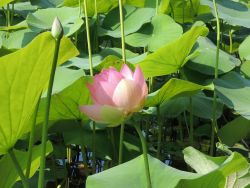 Lotus Photo