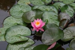 Lotus Photo