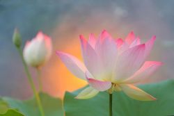 Lotus Photo