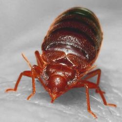 Bed
Bugs Image