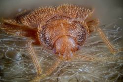 Bed
Bugs Image