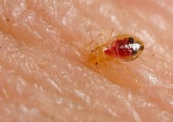 Bed
Bugs Image