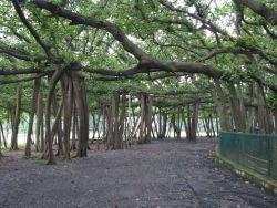 The Great Banyan Photo