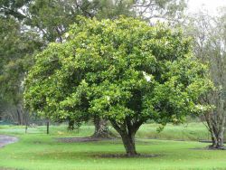 Magnolia Grandiflora Photo