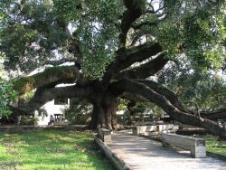 Treaty Oak Photo