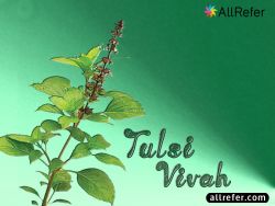 Tulsi Vivah (तुलसी विवाह) Photo