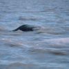 Beluga mother whale and calf - Delphinapterus leucas. Photo