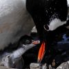 A gentoo penguin and chick. Photo