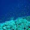 A cloud of anthias with green sea turtle in the distance Photo