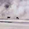 Elk in geyser basin steam in winter Photo