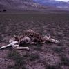 Pronghorn antelope carcass near Stephens Creek Photo